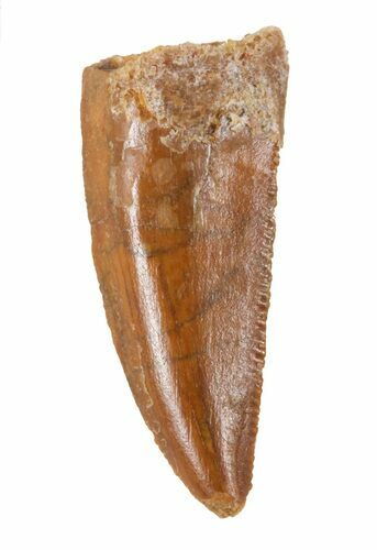 Serrated, Raptor Tooth - Morocco #57924